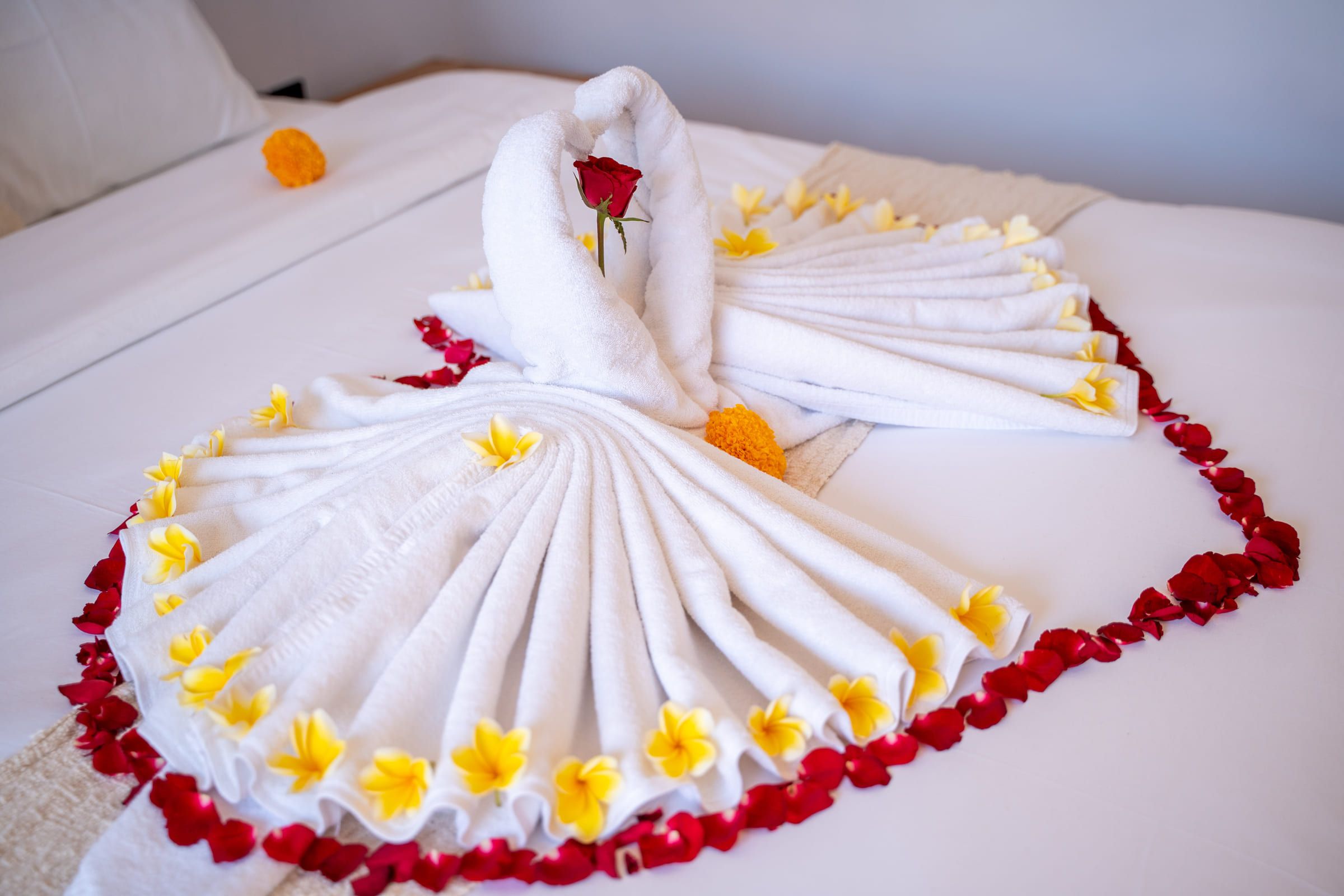 Bed dressed with a folded towel swan, frangipani blossoms and red rose petals
