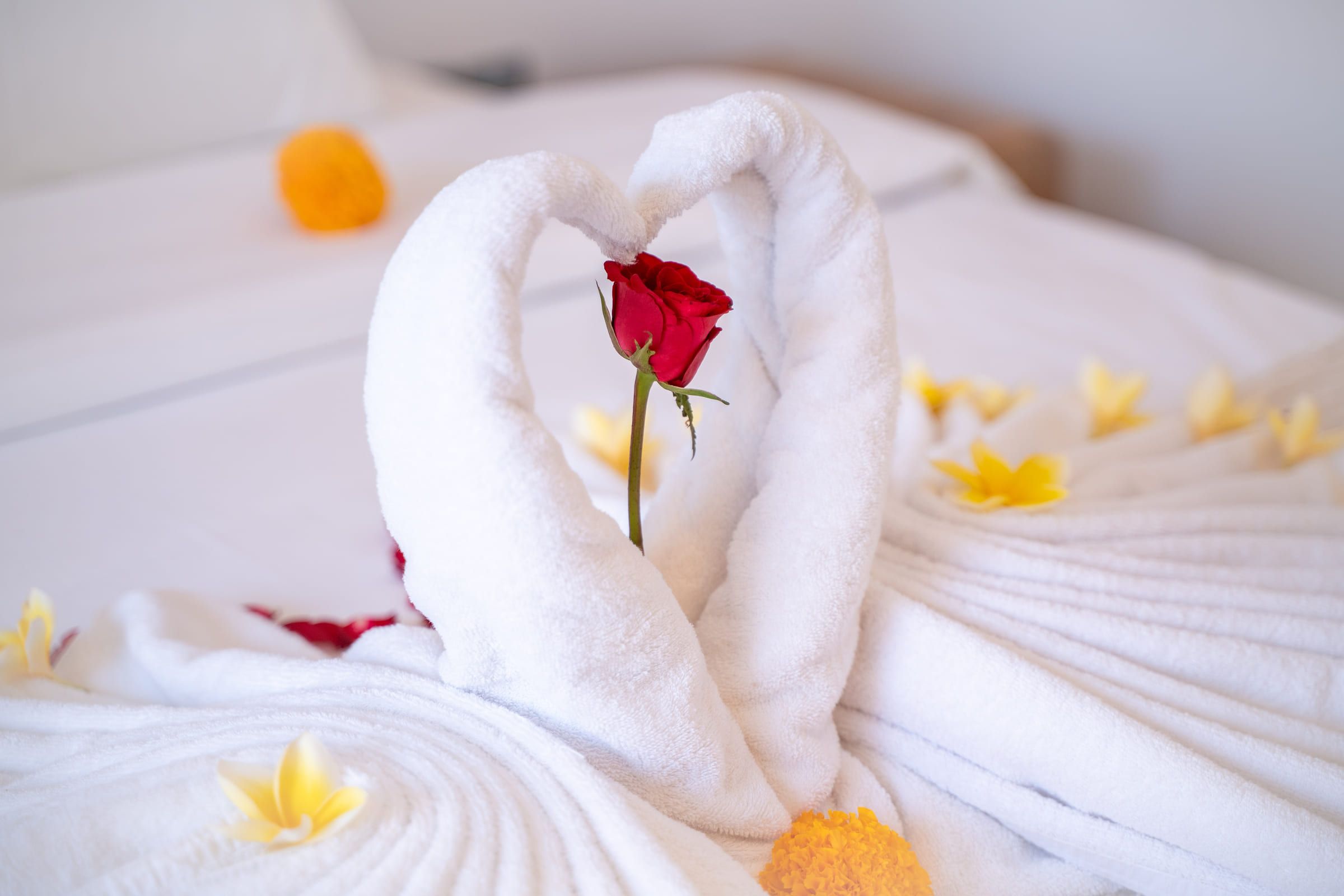 Close-up of a folded towel swan holding a red rose, with frangipani blossoms on the bed